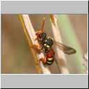 Nomada fucata - Wespenbiene 08 8mm.jpg